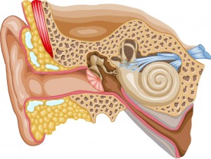 Ear Medium