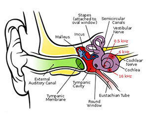 virus of labyrinthitis