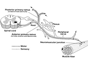 Peripheral Neuropathy