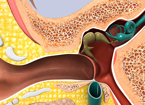 Vestibular Disorders & Rehabilitation