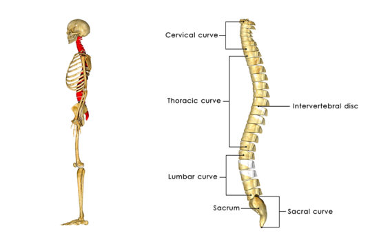 thoracic spine Archives - WWSPT.Com